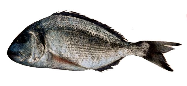 Sparus aurata_02.jpg